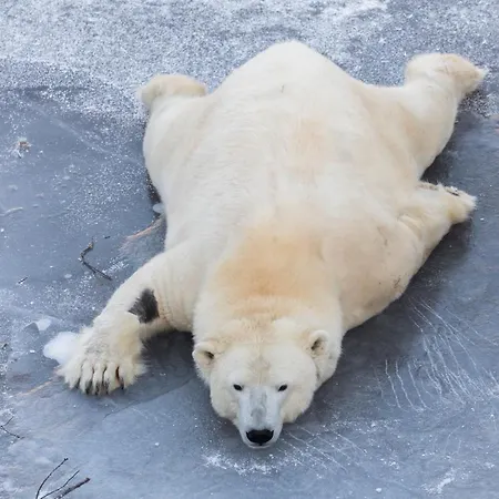 Arctic Igloos 5* Ranua