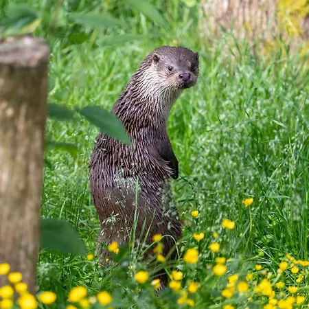 Hotel Arctic Igloos 5*