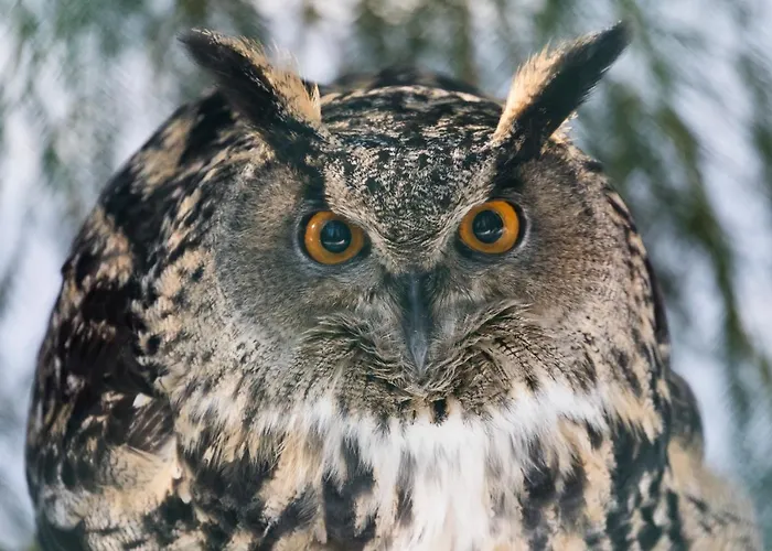 Arctic Igloos فندق 5*