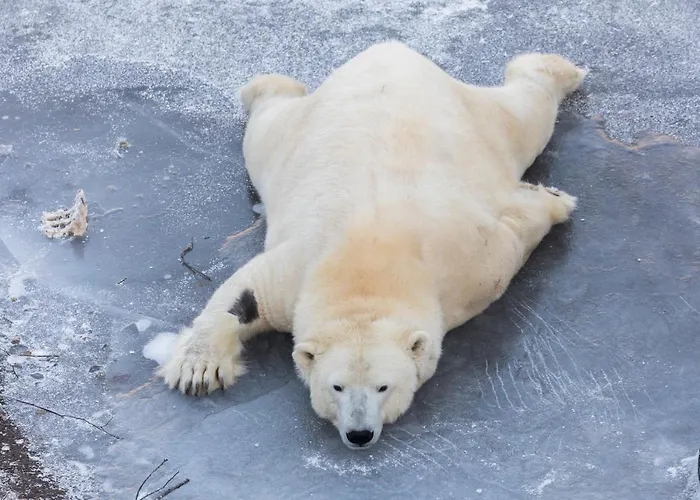 Arctic Igloos 5* Ranua