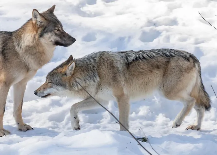 Arctic Igloos 5* Ranua