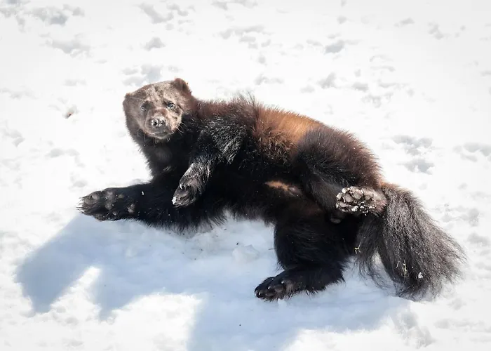 Arctic Igloos Hotel 5*