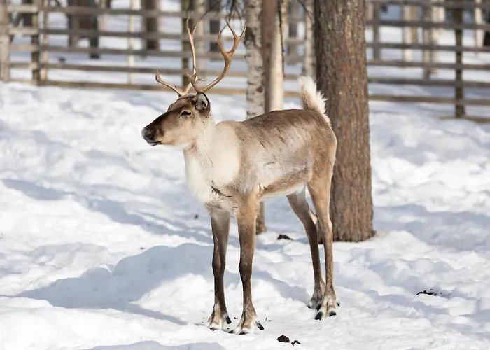 Arctic Igloos فندق 5*