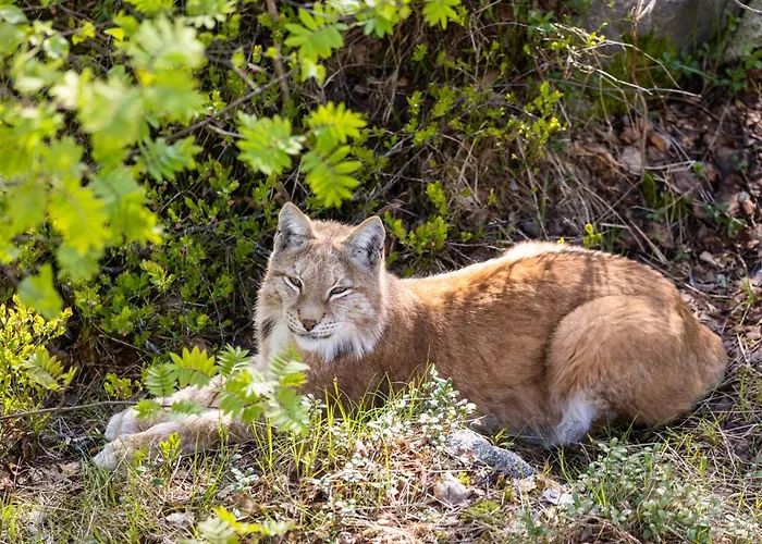 Arctic Igloos Hotel 5*