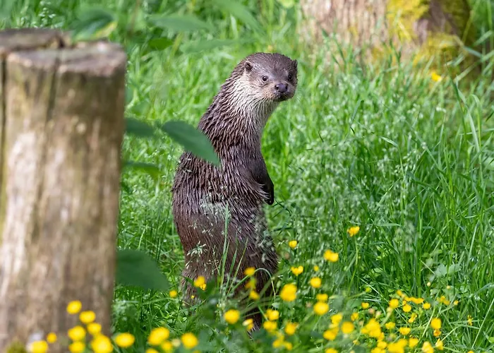 فندق Arctic Igloos 5*